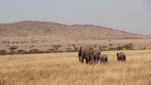 Herd of African Elephants Walking in Plains of the Serengeti in Tanzania