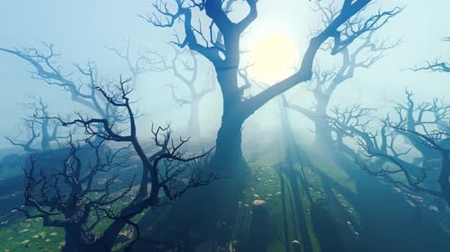 Forest Fantasy Panorama