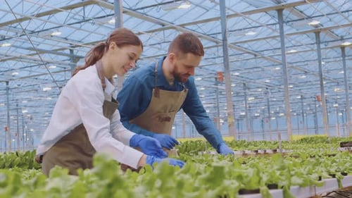 Paar Arbeiter bei der Arbeit mit Setzlingen im Glasshouse