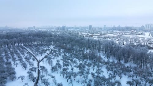 Winter city garden. Trees in the snow. Flying over a snow-covered park. Aerial photography.