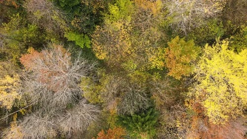View from above of dense pine forest with canopies of green spruce trees and colorful lush