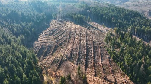 Aerial View of Pine Forest with Large Area of Cut Down Trees As Result of Global Deforestation