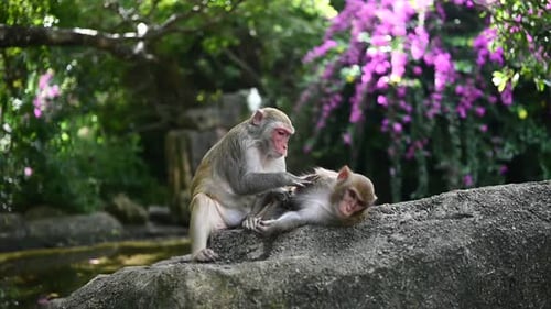 Zwei erwachsene Rotgesichtsaffen Rhesusaffen pflegen sich gegenseitig im tropischen Naturpark von Hainan