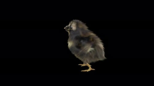 21 Baby-Küken tanzen 4K