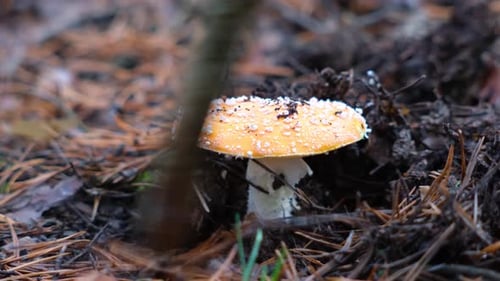 Toadstool mushroom in the forest in autumn