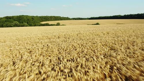 Weizenfeld in der Nähe von Green Forest