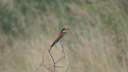 Cinnamon-chested bee-eater sitting on a tree branch