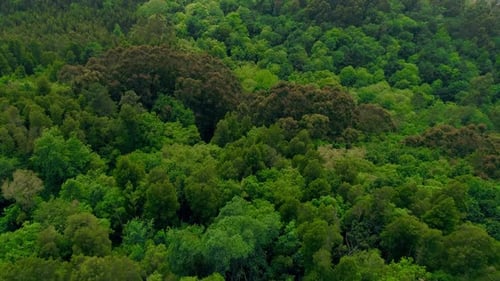 Drone Footage of Cinematic Natural Environment with Lush Greenery