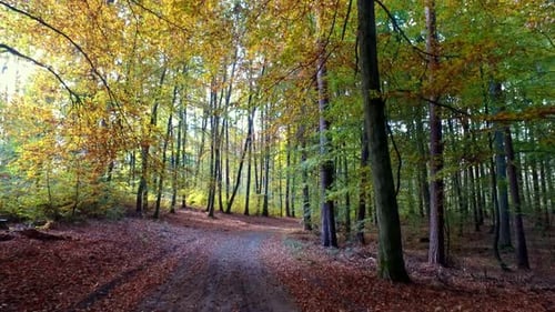 Full of leaves path in autumn forest, Poland