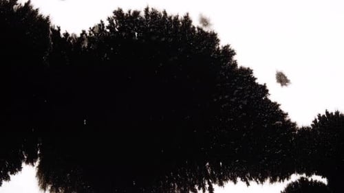 Abstract Black Ink Splash on White Background