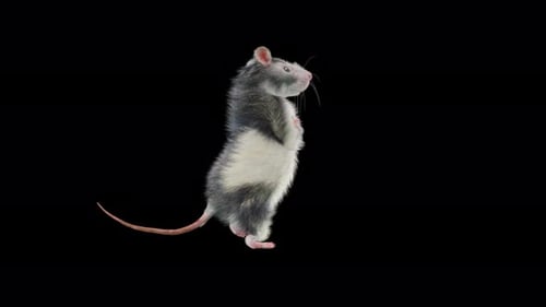 Animated Rat Character Performing Dance