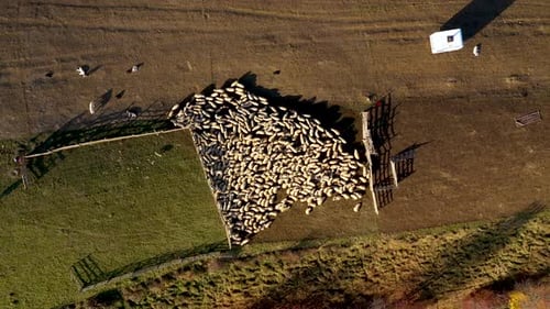 Über Schafherde fliegen, die in einer Wiese weidet Schafstall
