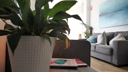 Office lobby with plants and windows