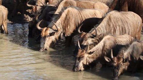 Wildebeest Herd Drinking Together in Watering Hole