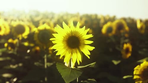 Sunflower Field Landscape at Sunset
