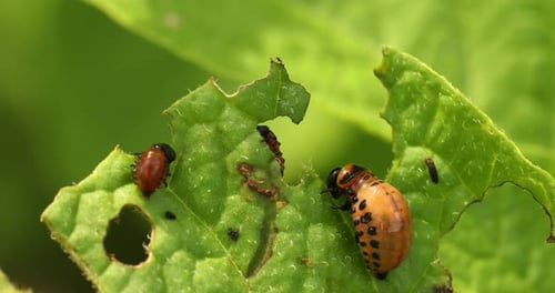 Les larves de Leptinotarsa Decemlineata mangent des feuilles de pommes de terre. Ravageur sérieux des pommes de terre Larve du Colorado