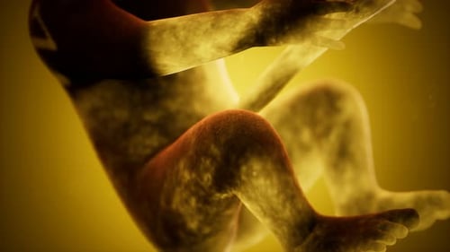 Animation médicale 3D d'un foetus humain