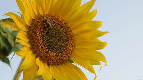Beautiful sunflower in the field 1080p FullHD footage - Slow motion Helianthus plant details with