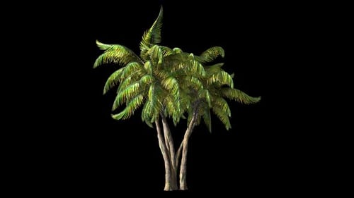 Animated Palm Tree Swaying in Tropical Wind