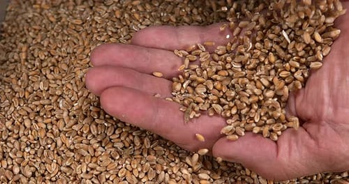 Wheat, triticum sp. falling indo Hand, Slow motion 4k