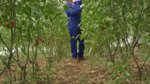Mature man working on farm