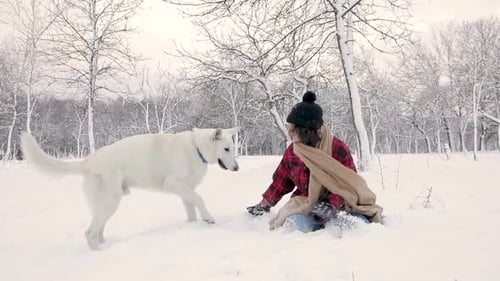 Slow-Mo: Weißer Schäferhund beißt beim Spielen einen Stock