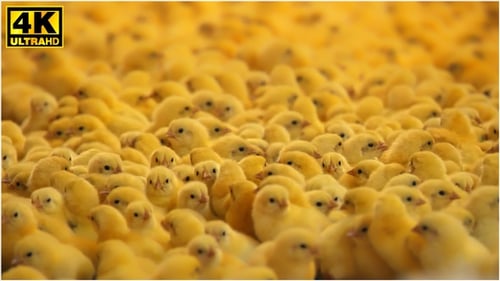 Chicks