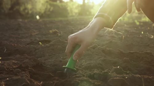 The Gardener Is Digging Hole With Garden Tools With A Shovel Lifting The Soil Preparing Place