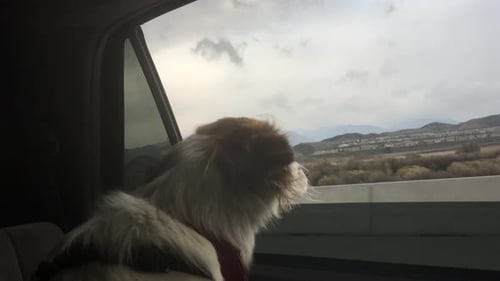 POV view out a dog looking out a car window.