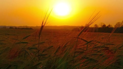 Golden Sunset Over Field of Wheat
