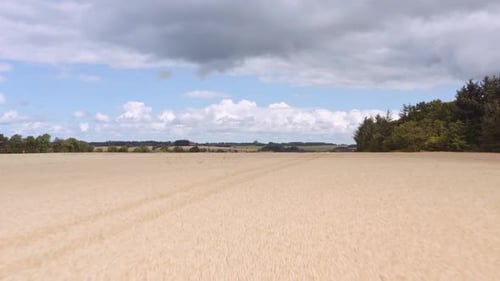 Drone Flight Over Wheat Field