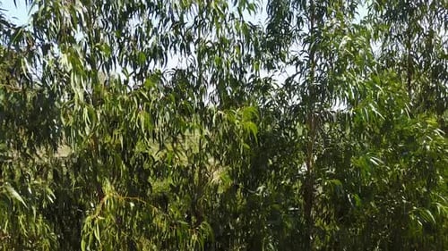Fliegen durch den Wald in Padrona