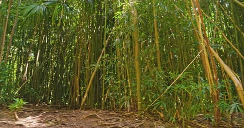 Lush Bamboo Forest Canopy on a Sunny Day