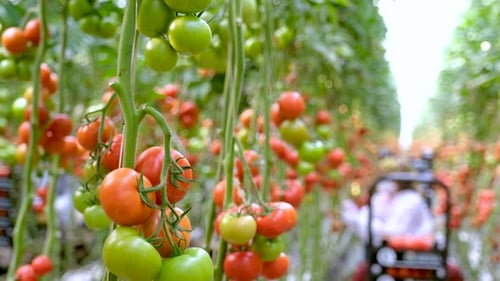Ripe Tomatoes Growing in Greenhouse on Farm