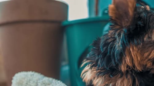 Portrait of the Beautiful Yorkshire Terrier