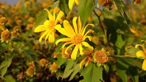 Zeitlupe einer mexikanischen Sonnenblume im Park