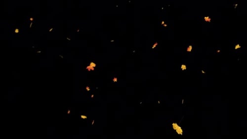 Maple Leaves