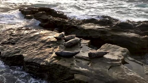 Sea Lions and Seals Napping on a Rock Under the Sun at La Jolla, San Diego, California