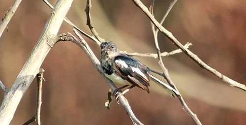 Small Bird Perched on Branch in Nature