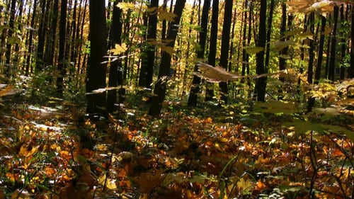 Panorama de forêt d'automne