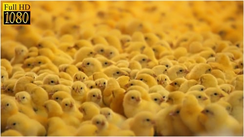 Chicks on the Farm