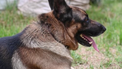 Close-up tiro do cão pastor alemão ofegante visto do lado de fora