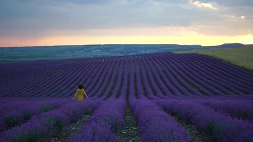 Lavender Flower Blooming Scented Fields in Endless Rows on Sunset
