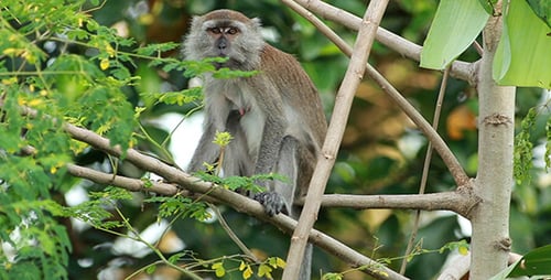 Monkeys Grooming in a Lush Green Tree