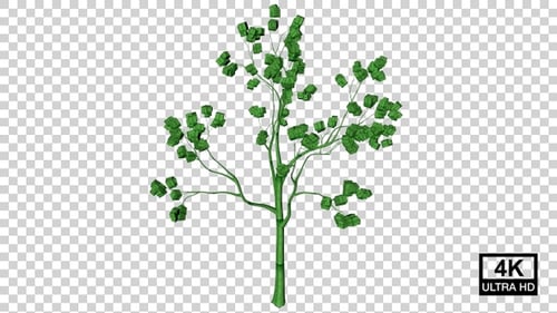Growing Box Tree 4K