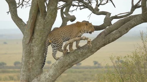 African leopard in a tree