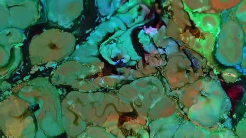 Abstract Fluid Paint Colors and Movement