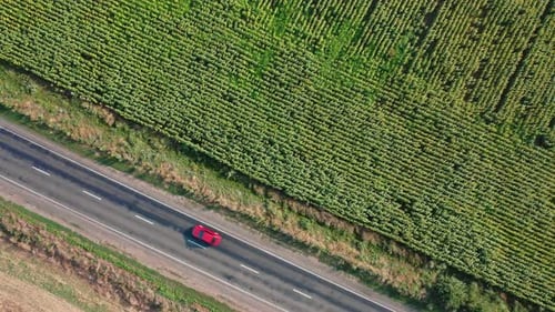Aerial View of Cars Driving Along the Highway Along a Sunflower Field on a Summer Day