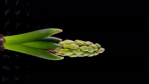 Pink Hyacinth Blooming in Time Lapse