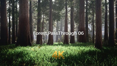 Forest Pass Through 4K 06